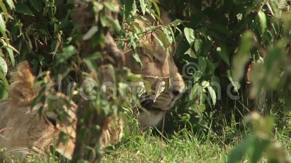 两头狮子头藏在灌木丛中视频的预览图