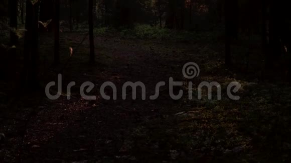 清晨森林般的童话视频的预览图
