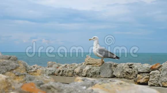 一只海鸥站在靠近大海的石壁上视频的预览图