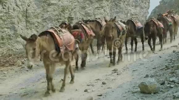 驴在尼泊尔的高山路径上背负着巨大的负荷视频的预览图