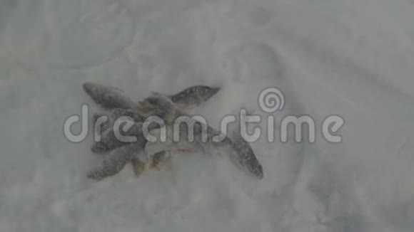 冬季捕鱼雪中捕捉到的鱼的特写视频的预览图