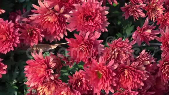 秋天的花在花园上视频的预览图