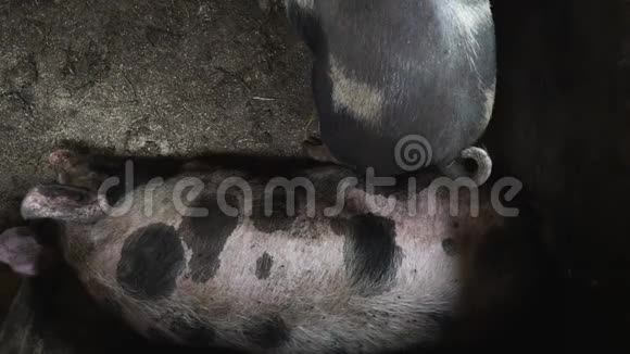 两只大猪在猪圈里猪躺在肮脏的地板上在另一只猪附近的猪圈里视频的预览图