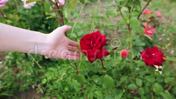 女孩的手触碰到一朵红玫瑰在风中摇曳视频的预览图
