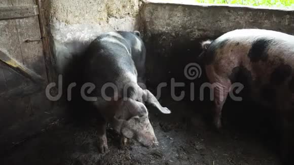 两只猪在猪圈里斑斑的猪在猪圈的墙上摩擦视频的预览图