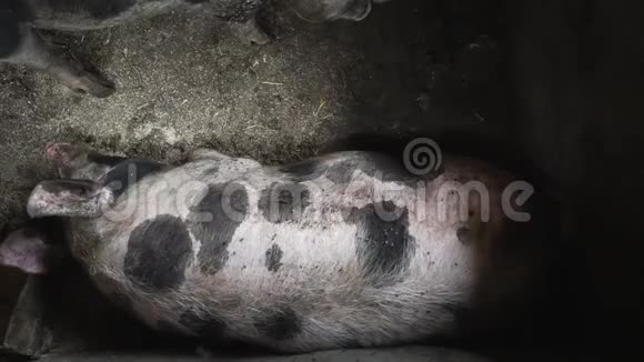 一只大猪躺在猪圈的地板上飞过一只脏猪视频的预览图