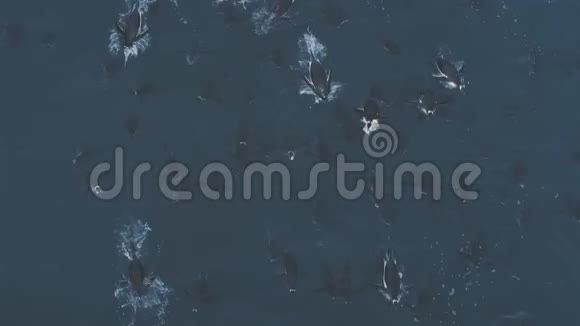 在南极洲的海水中跳跳跳Gentoo企鹅视频的预览图