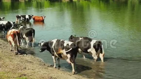 河上的白牛和黑牛视频的预览图