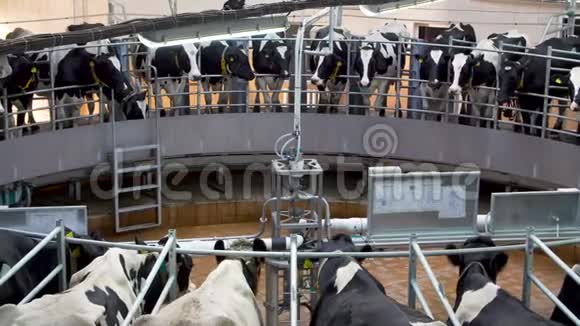 奶牛场自动挤奶旋转木马系统视频的预览图