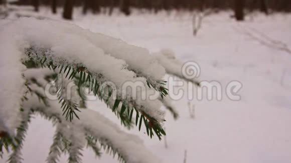 冬林中的杉树枝和滑雪者视频的预览图