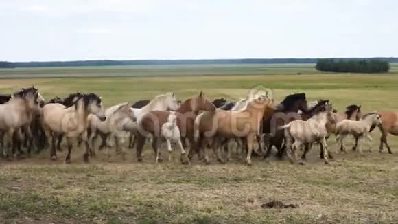 马在田野里跑视频的预览图