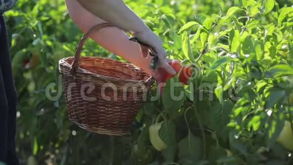 一个在她花园里的农夫的女人来到一片灌木丛中拿起一个子切下一个成熟的保加利亚胡椒把它放起来视频的预览图