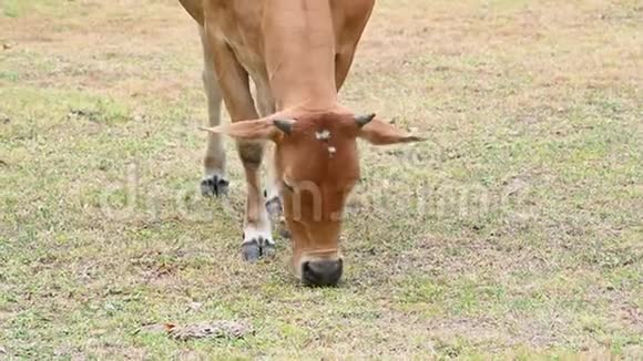 在热带农村养牛场雌性肉牛吃树上的叶子草农村农业牲畜动物视频的预览图