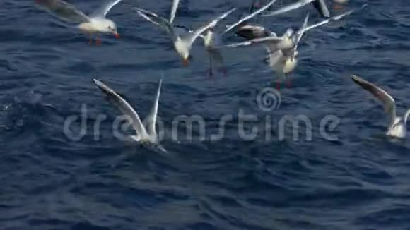 海鸥和大海视频的预览图