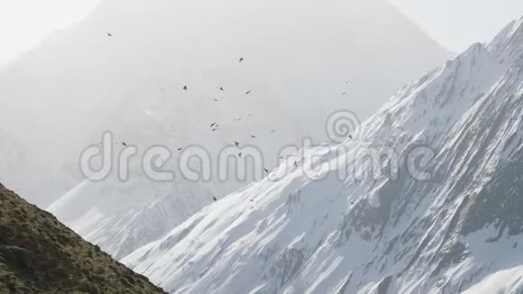 乌鸦在尼泊尔山区的空中旋转视频的预览图