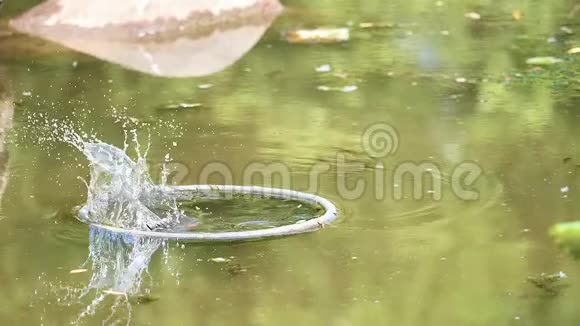 超级慢动作电影的场景是鸟翠鸟阿尔塞多在这次潜入水中试图钓到一条鱼但失败了视频的预览图