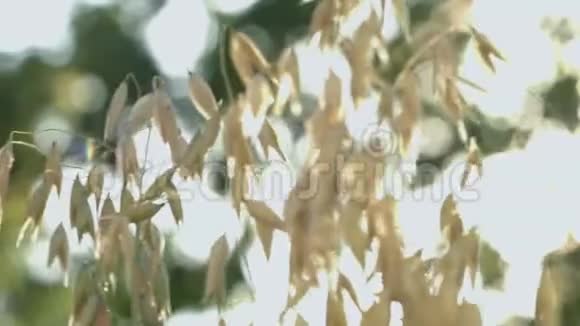 在阳光下生长燕麦慢动作视频的预览图