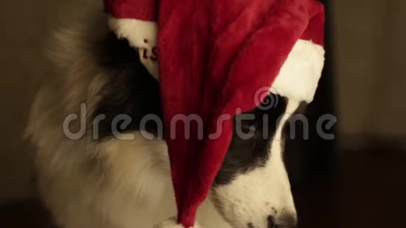 圣诞老人帽子里美丽可爱的狗边框牧羊犬为新年和和圣诞节壁炉和电灯视频的预览图