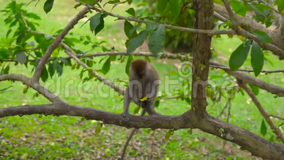 猴子坐在树上打扫卫生吃芒果视频的预览图