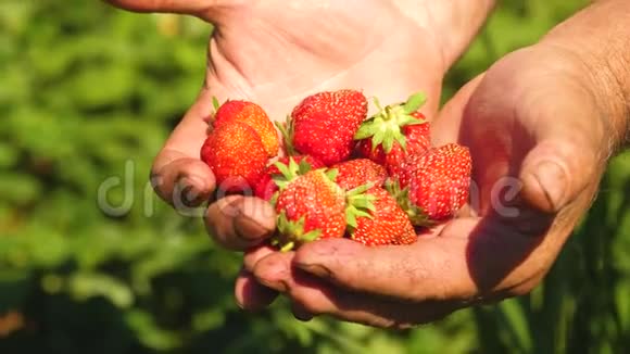 新鲜草莓在美丽的女人手上草莓叶在背景上特写视频的预览图