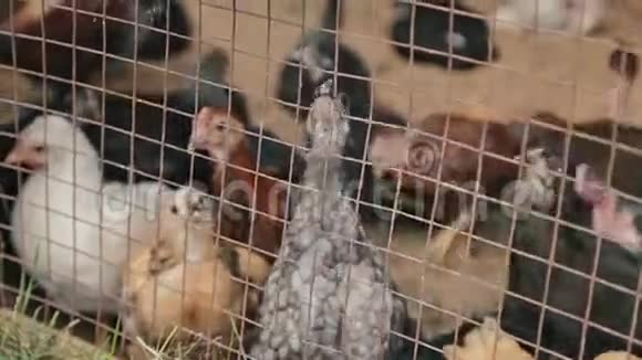 鸡坐在笼子里视频的预览图