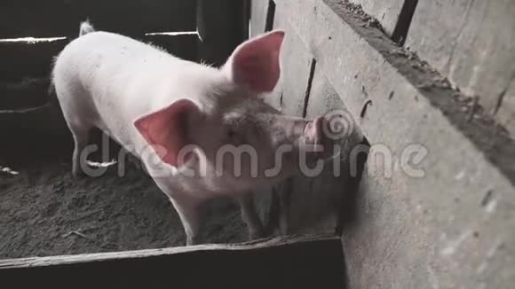 猪嗅着棚里的木墙歪着头视频的预览图
