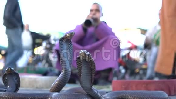 眼镜蛇妖精在摩洛哥马拉喀什街人们演奏的音乐迷住了蛇视频的预览图