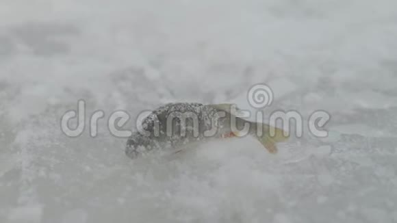 冬季捕鱼雪中捕捉到的鱼的特写视频的预览图
