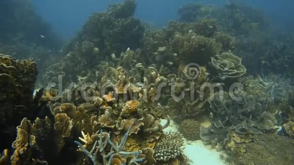 珊瑚附近无鱼群视频的预览图