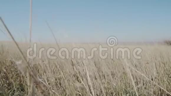 干草在风中缓慢移动视频的预览图