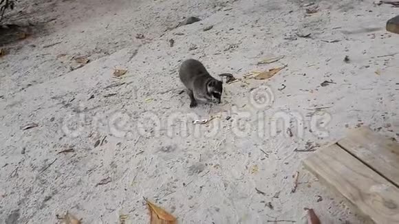 在哥斯达黎加曼努埃尔安东尼奥海滩吃薯条的浣熊视频的预览图
