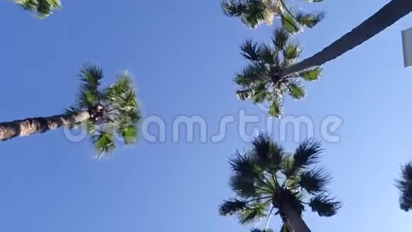 热带之旅在棕榈树下乘凉视频的预览图