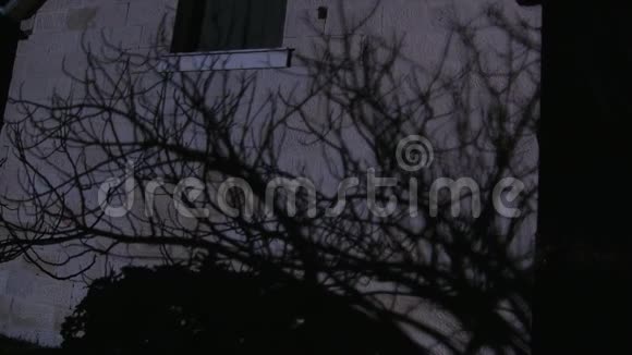 无叶的树影在房子上视频的预览图
