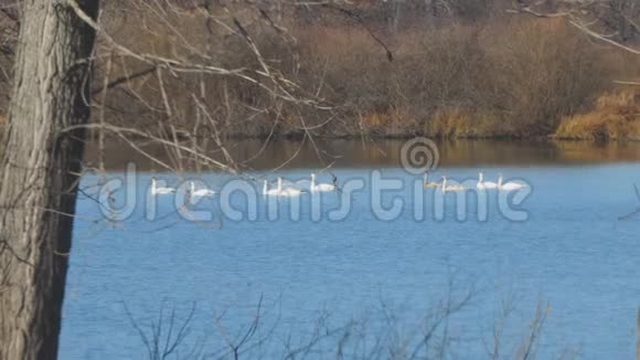 漂浮在秋湖或河流上的白色天鹅视频的预览图
