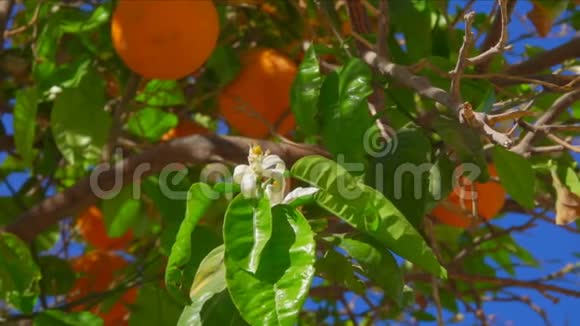 在成熟橘子的背景下的橙花视频的预览图