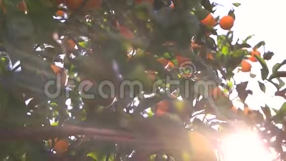 柠檬树和阳光视频的预览图