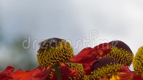 蜜蜂从一朵红色的花里采蜜花的背面是灰色的特写镜头视频的预览图