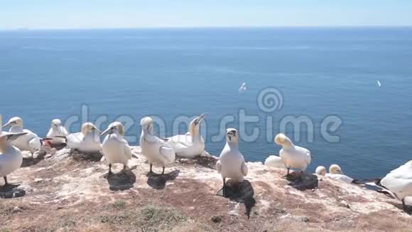 赫尔戈兰岛高海岸的北海鸟视频的预览图