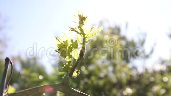 葡萄在灿烂的夏日阳光下叶子视频的预览图