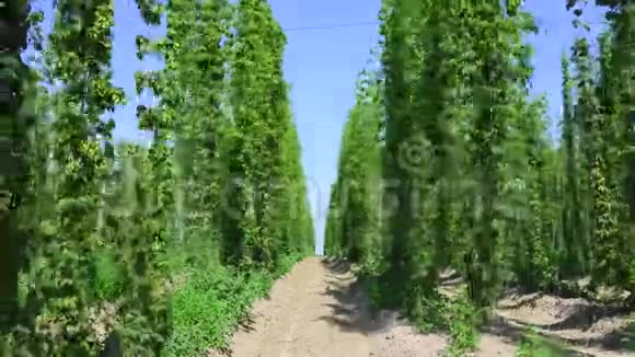 绿色新鲜啤酒花锥用于制作啤酒和面包特写农业背景时间推移视频的预览图