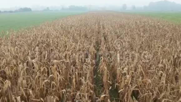 在一个清晨雾蒙蒙的秋晨在农场上的玉米秸秆上飞行视频的预览图