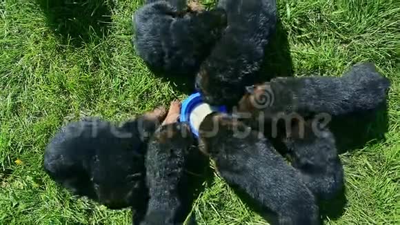 俯视图8只德国牧羊犬喝蓝碗牛奶视频的预览图