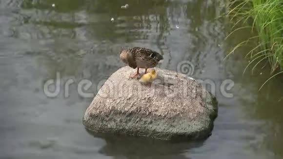 鸭子和一只黄色的小鸭子视频的预览图
