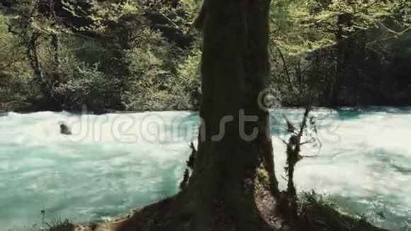 在春林中崎岖的山河和老树迎着灿烂的阳光视频的预览图