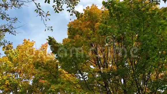 秋天的树在风中与五颜六色的落叶视频的预览图