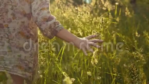 雌性的手在金色的阳光下触摸草的长茎视频的预览图