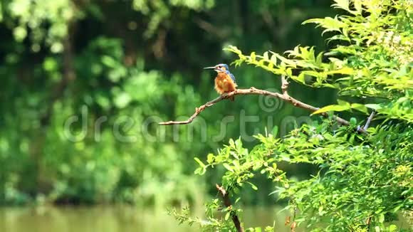 慢镜头电影的场景鸟翠鸟阿尔塞多在这站在树枝上警觉地环顾四周然后在风中飞走视频的预览图