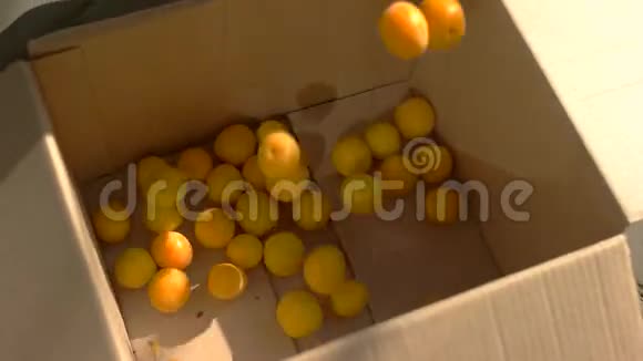 水果掉进盒子里视频的预览图
