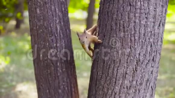 可爱的红松鼠在公园里跳跃视频的预览图