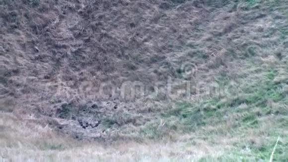 新西兰有草的土壤视频的预览图